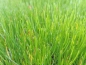 Preview: Strandling - Littorella uniflora, Bild 1